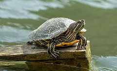 Turtle on a log